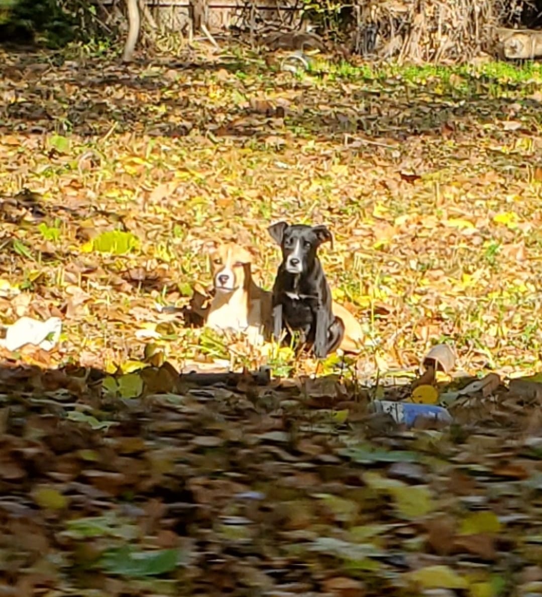 two dogs laying on leaves