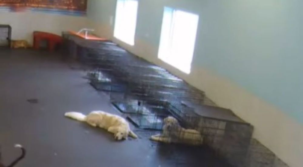 two dogs laying together