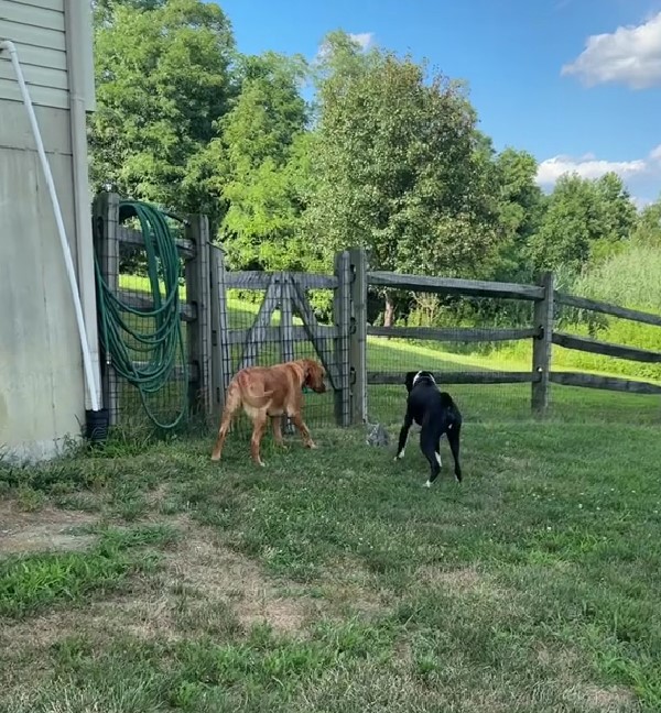 two dogs next to fence