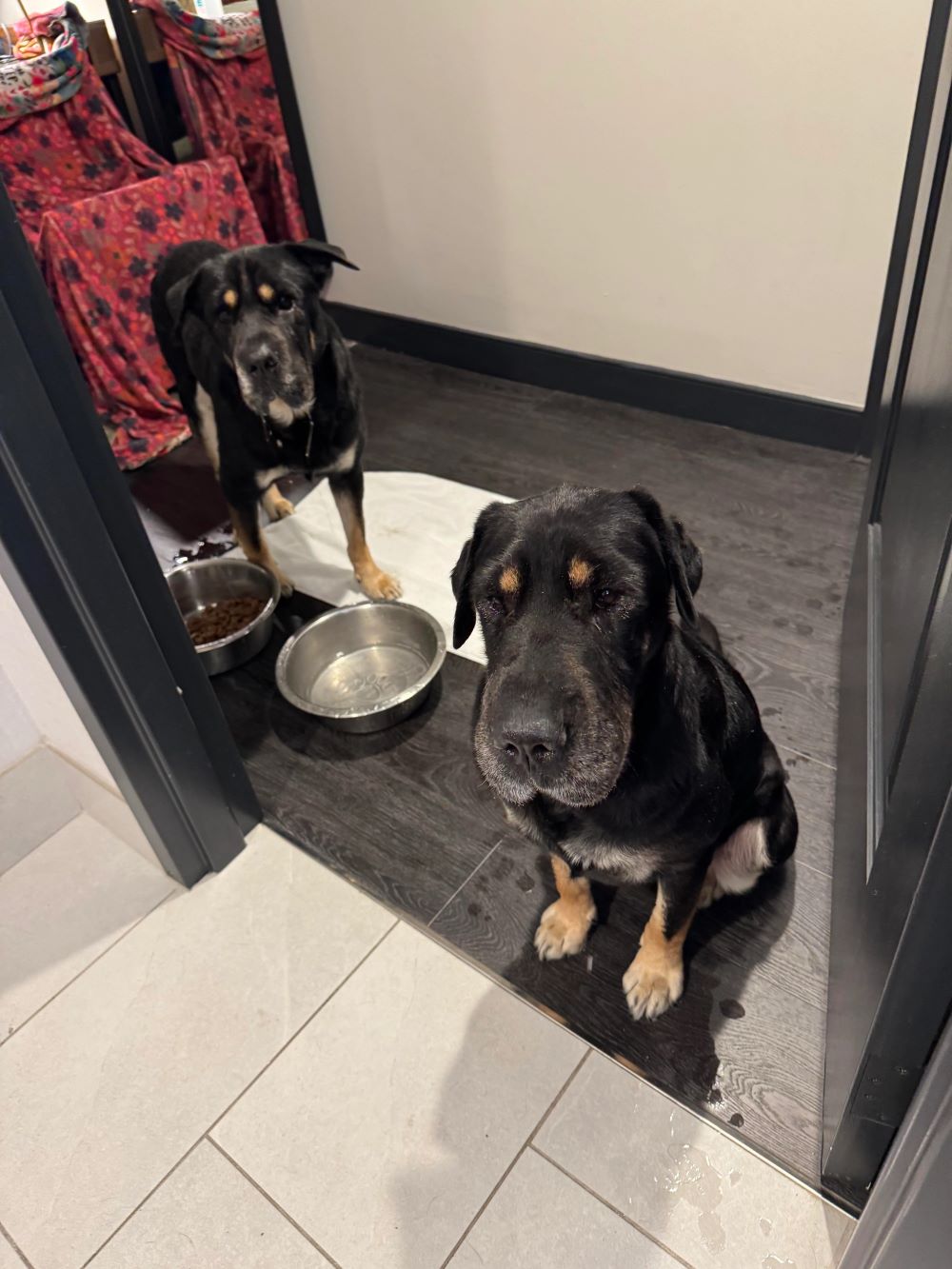 two dogs next to food bowls