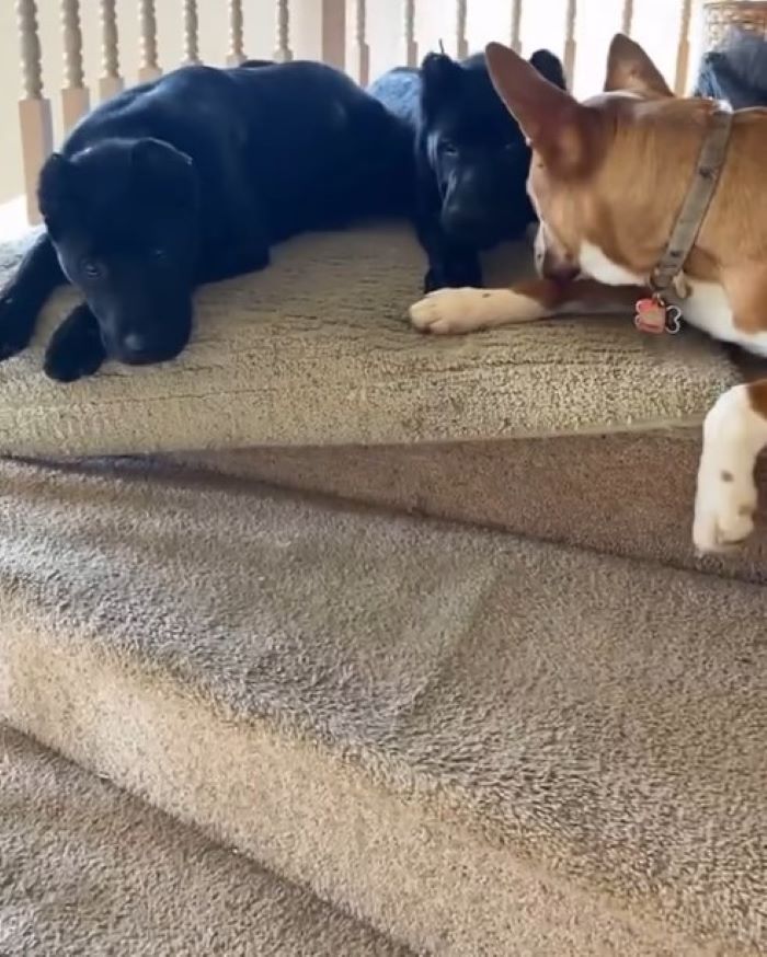 two dogs on bed