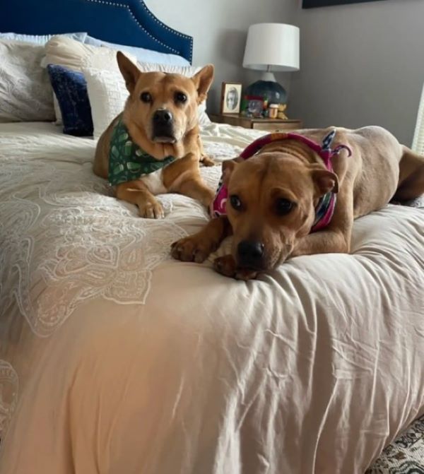 two dogs on bed