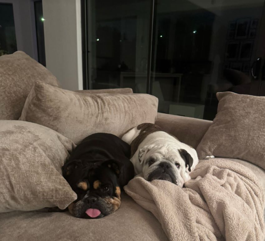 two dogs on couch