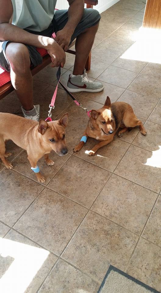 two dogs on leash