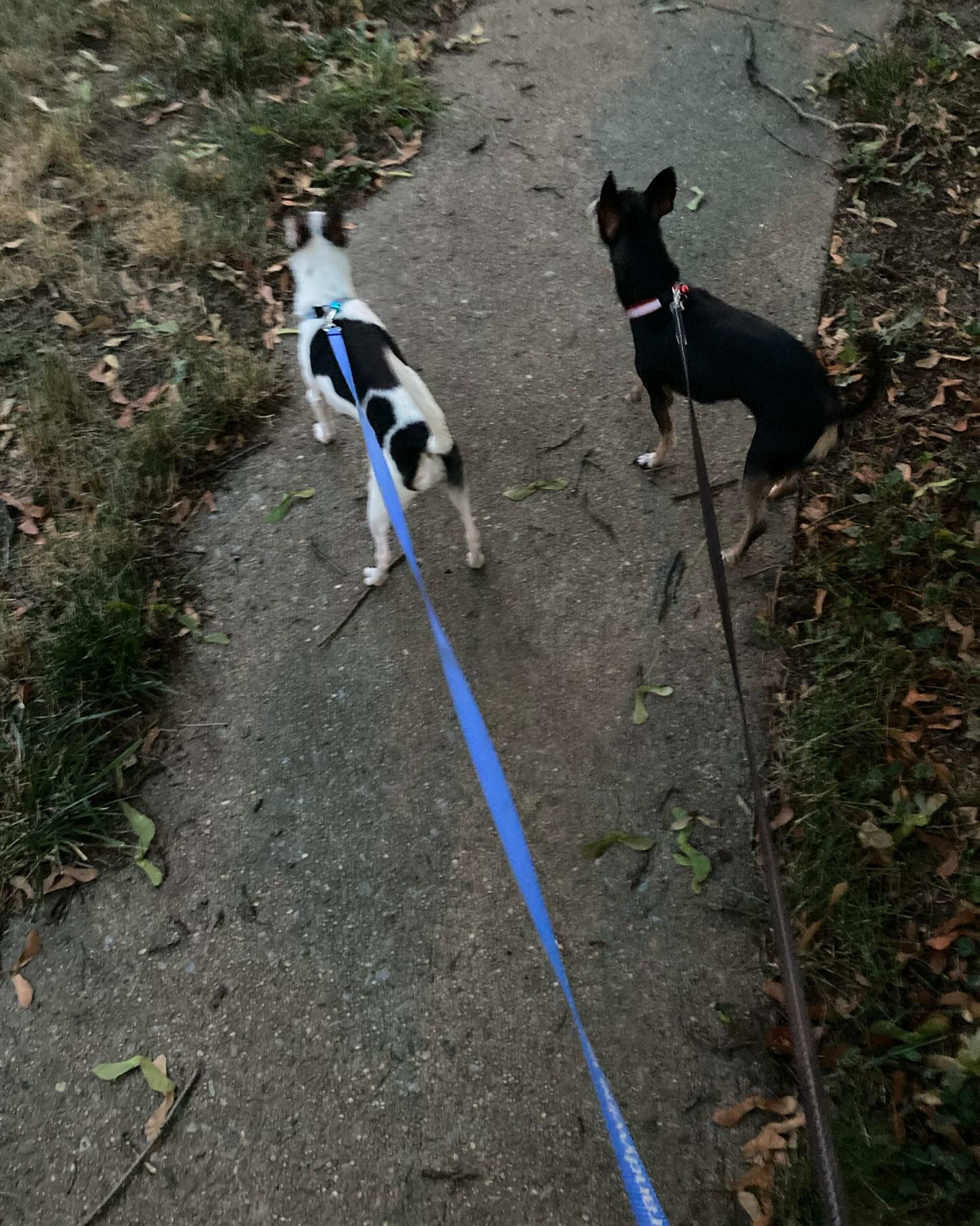 two dogs on leash
