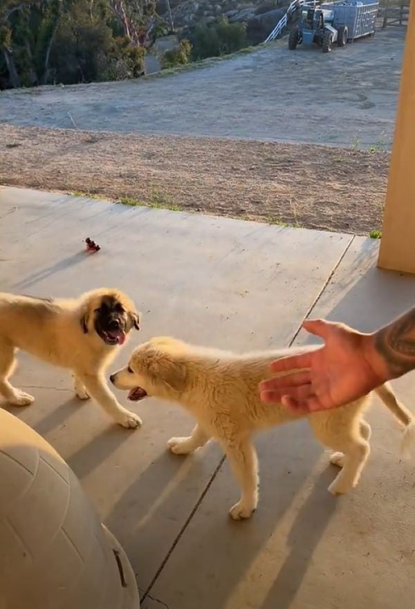 two dogs on porch