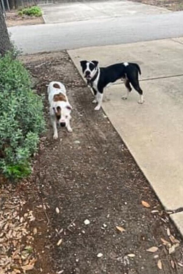 two dogs on sidewalk