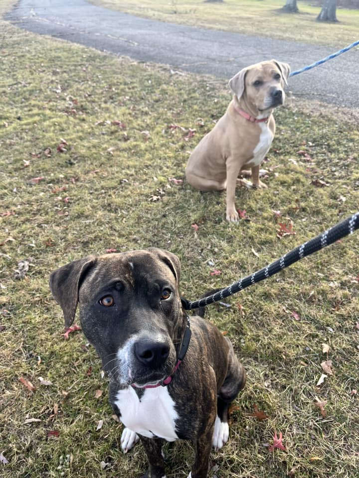 two dogs on the leash