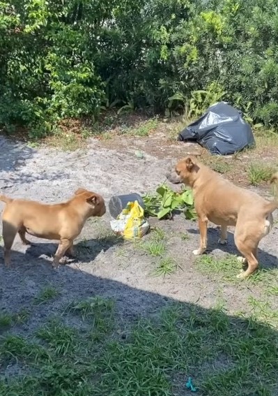 two dogs playing in the garden