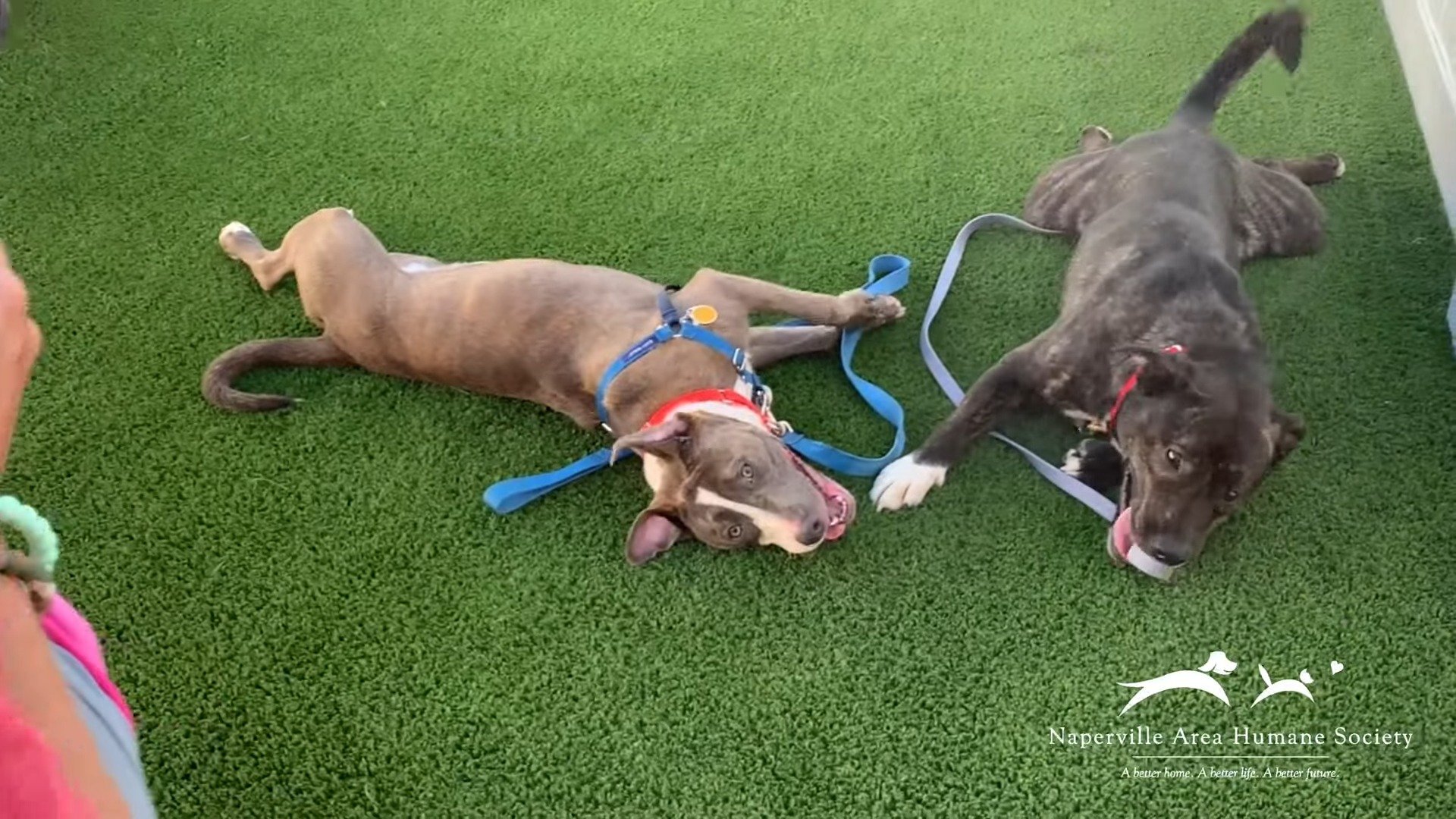 two dogs playing together