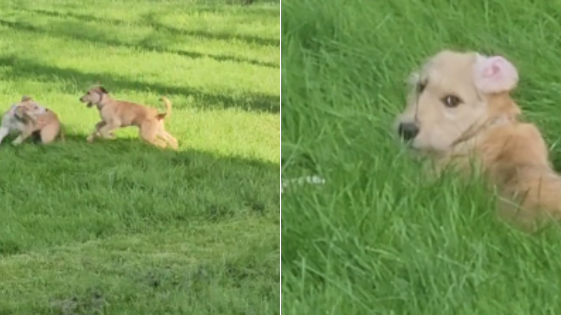 two dogs playing together