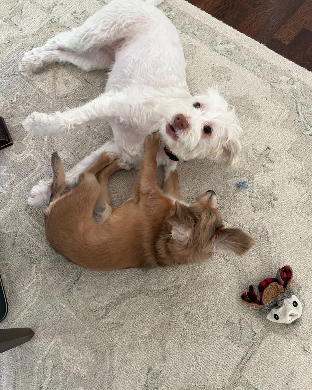 two dogs playing