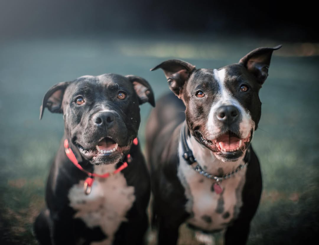 two dogs posing