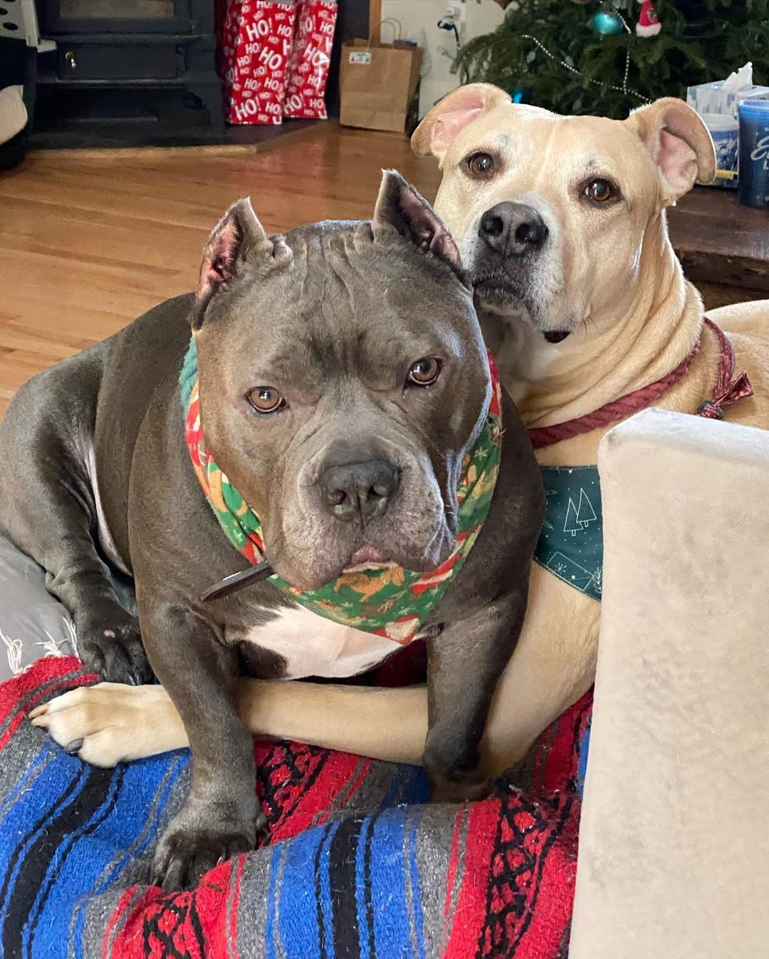 two dogs posing for picture