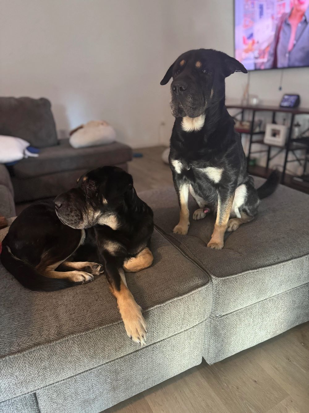 two dogs resting on couch
