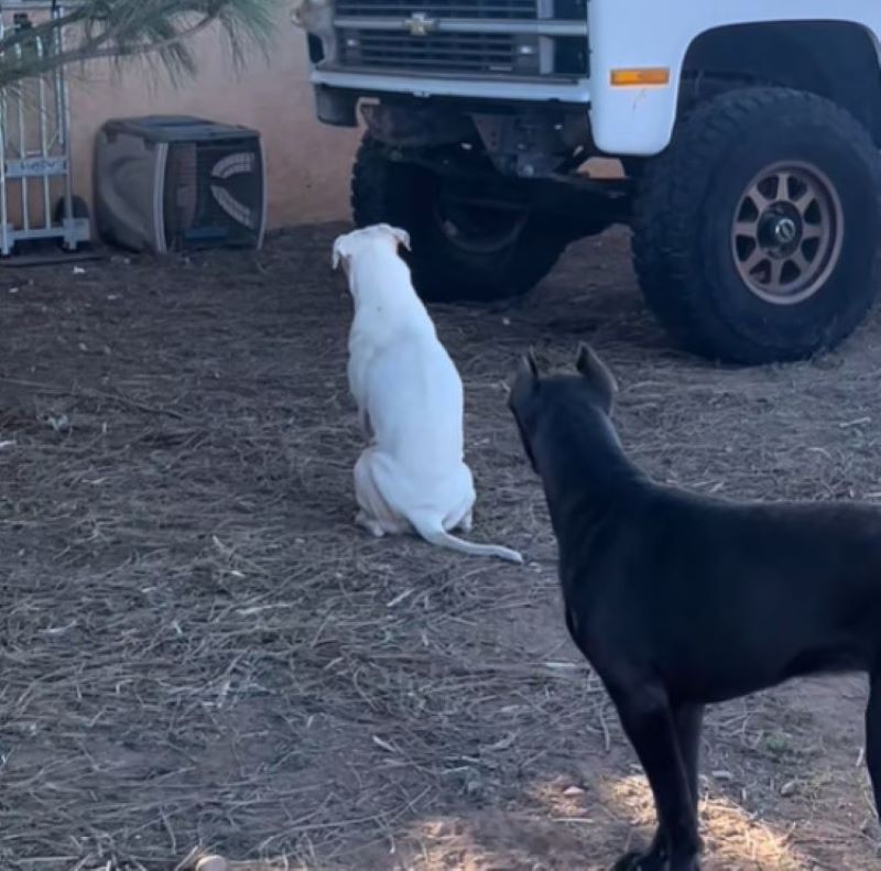 two dogs sitting outside