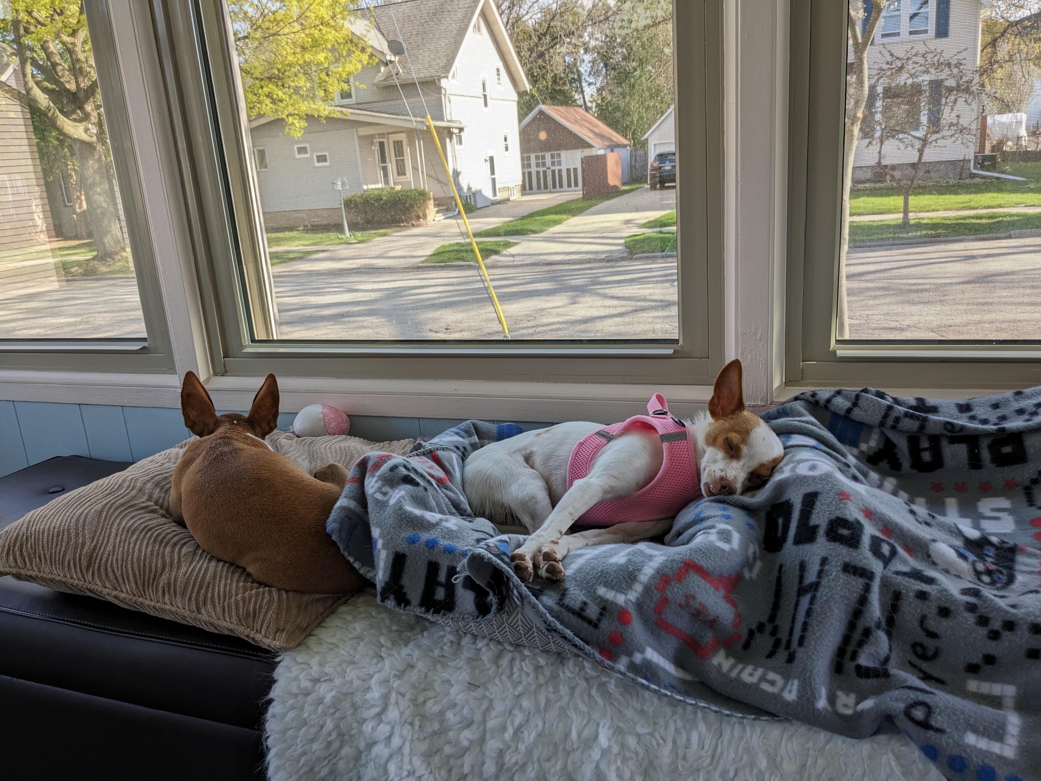 two dogs sleeping next to the window
