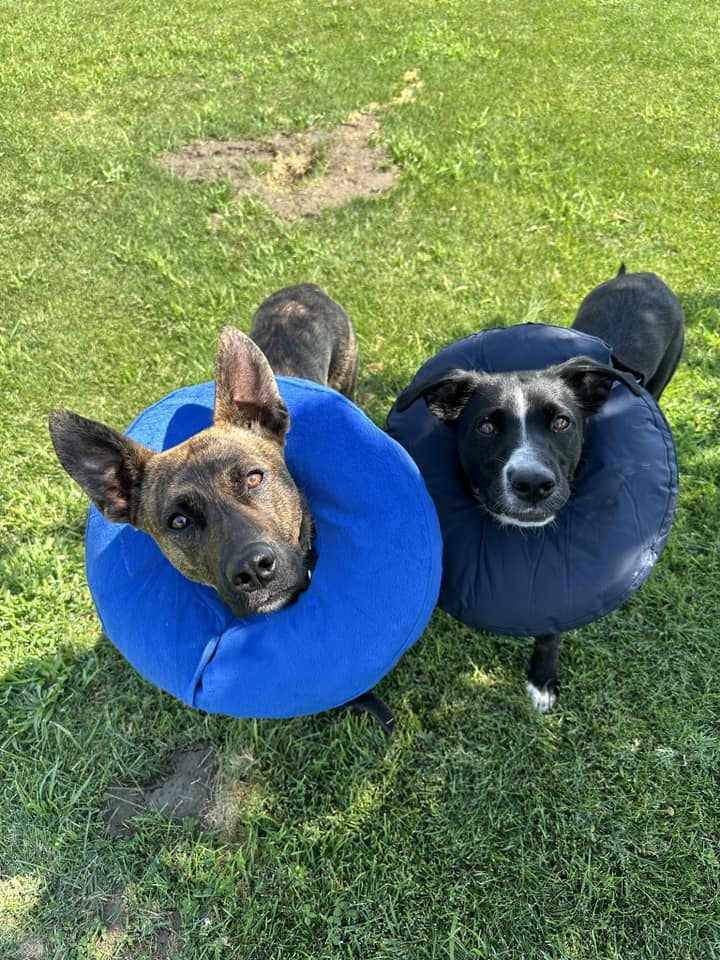 two dogs with blue cones