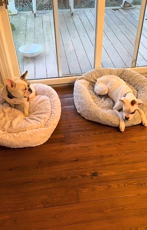 two dogs