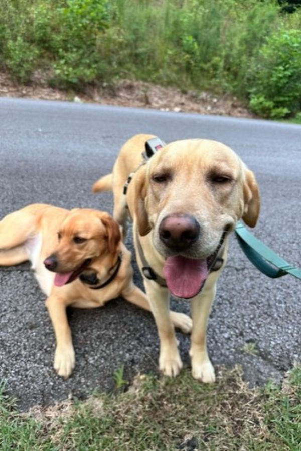 two happy dogs
