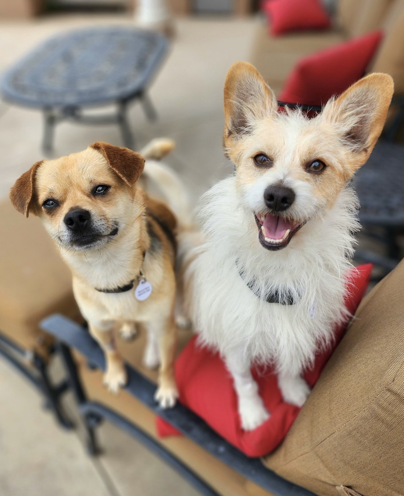 two happy dogs