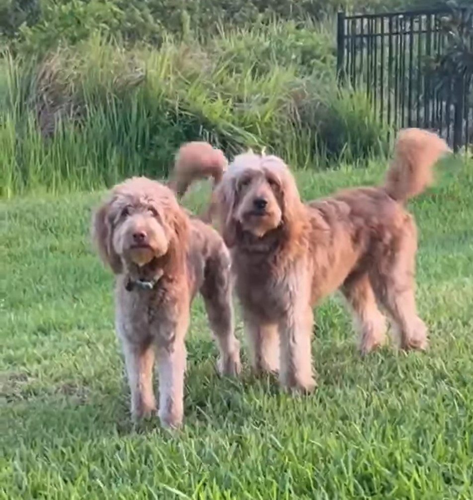 two identical dogs