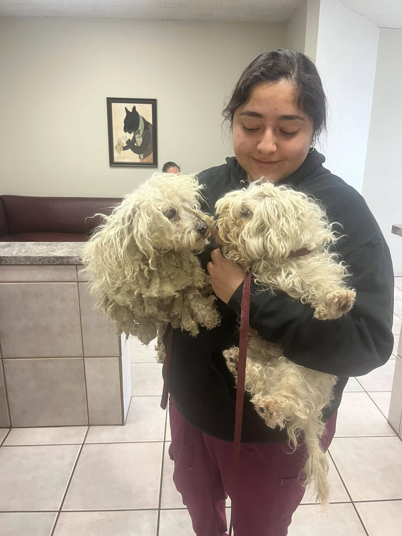 two matted dogs