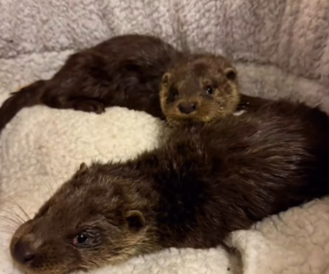 two otters