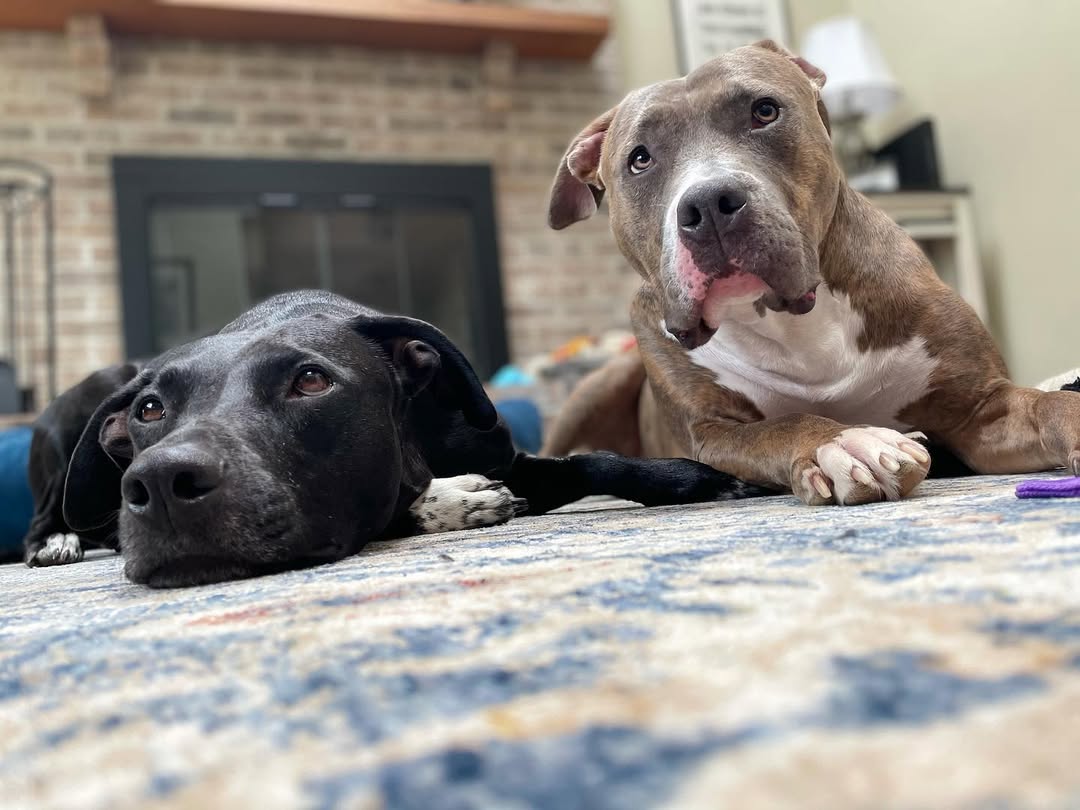 two pit bulls