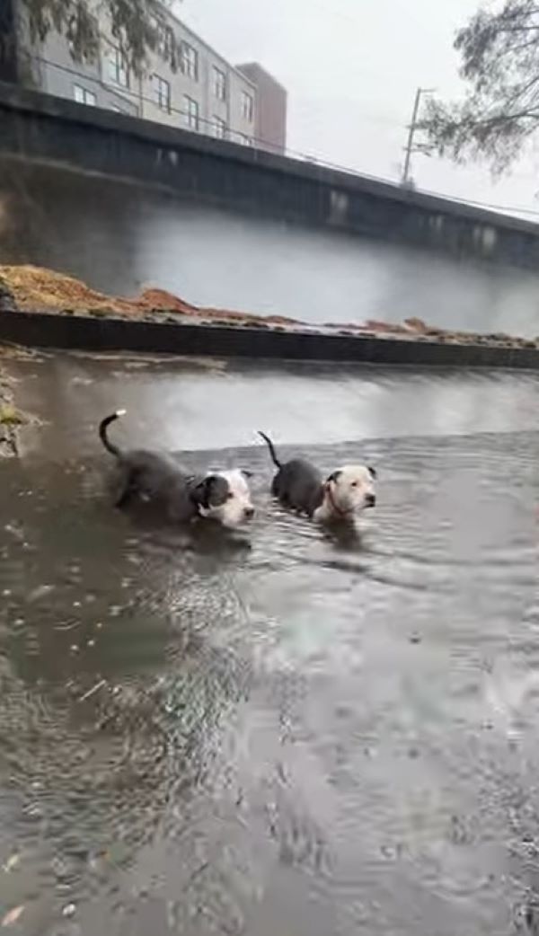 two pit bulls
