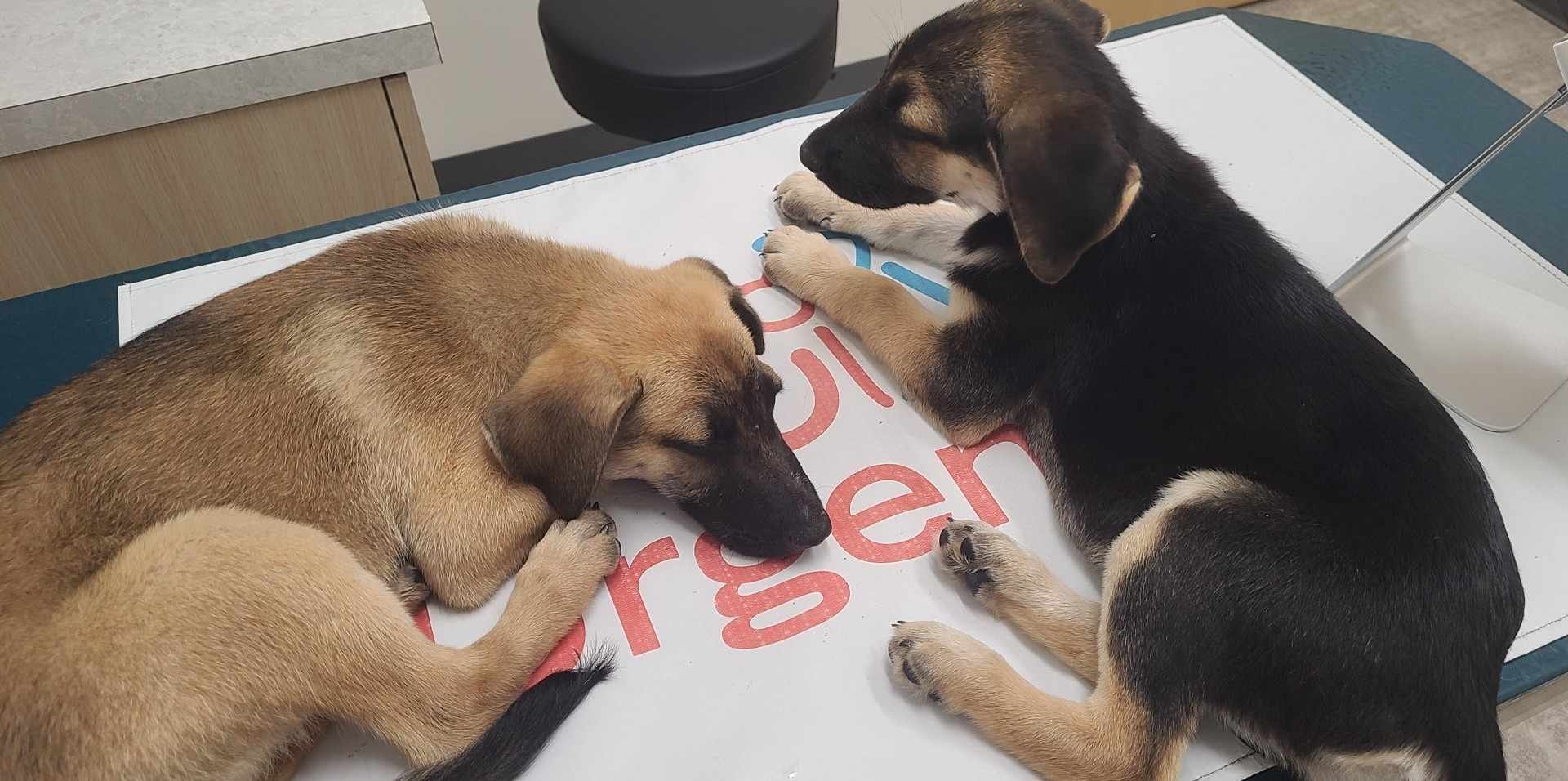 two puppies at vets office