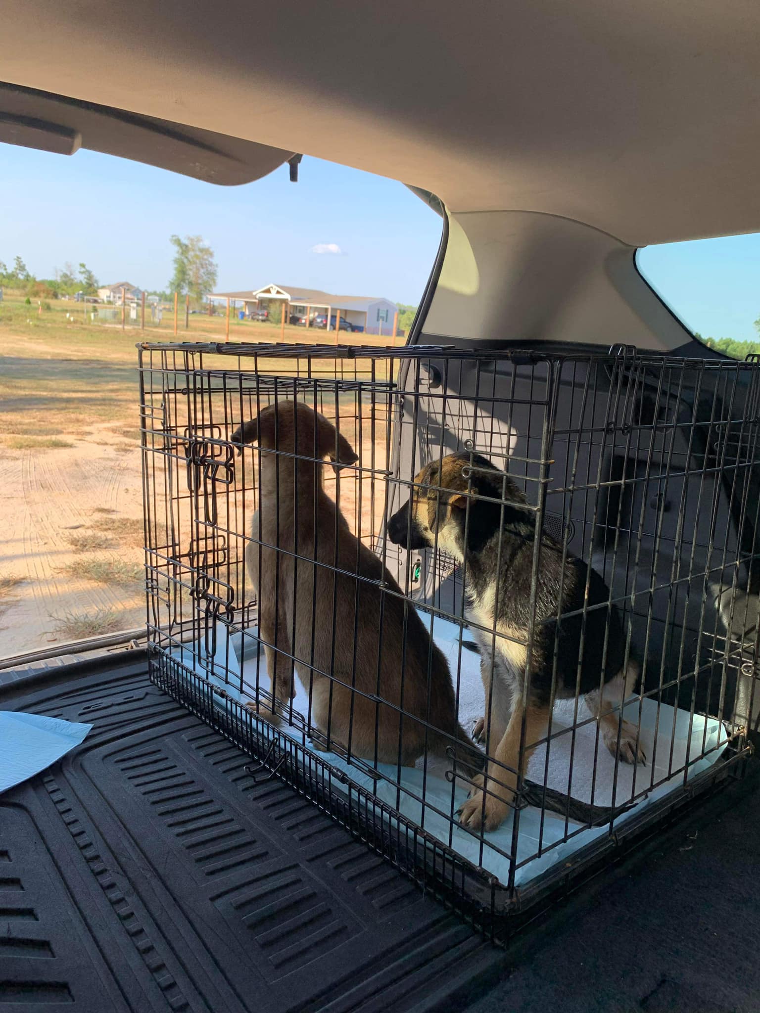 two puppies in a crate