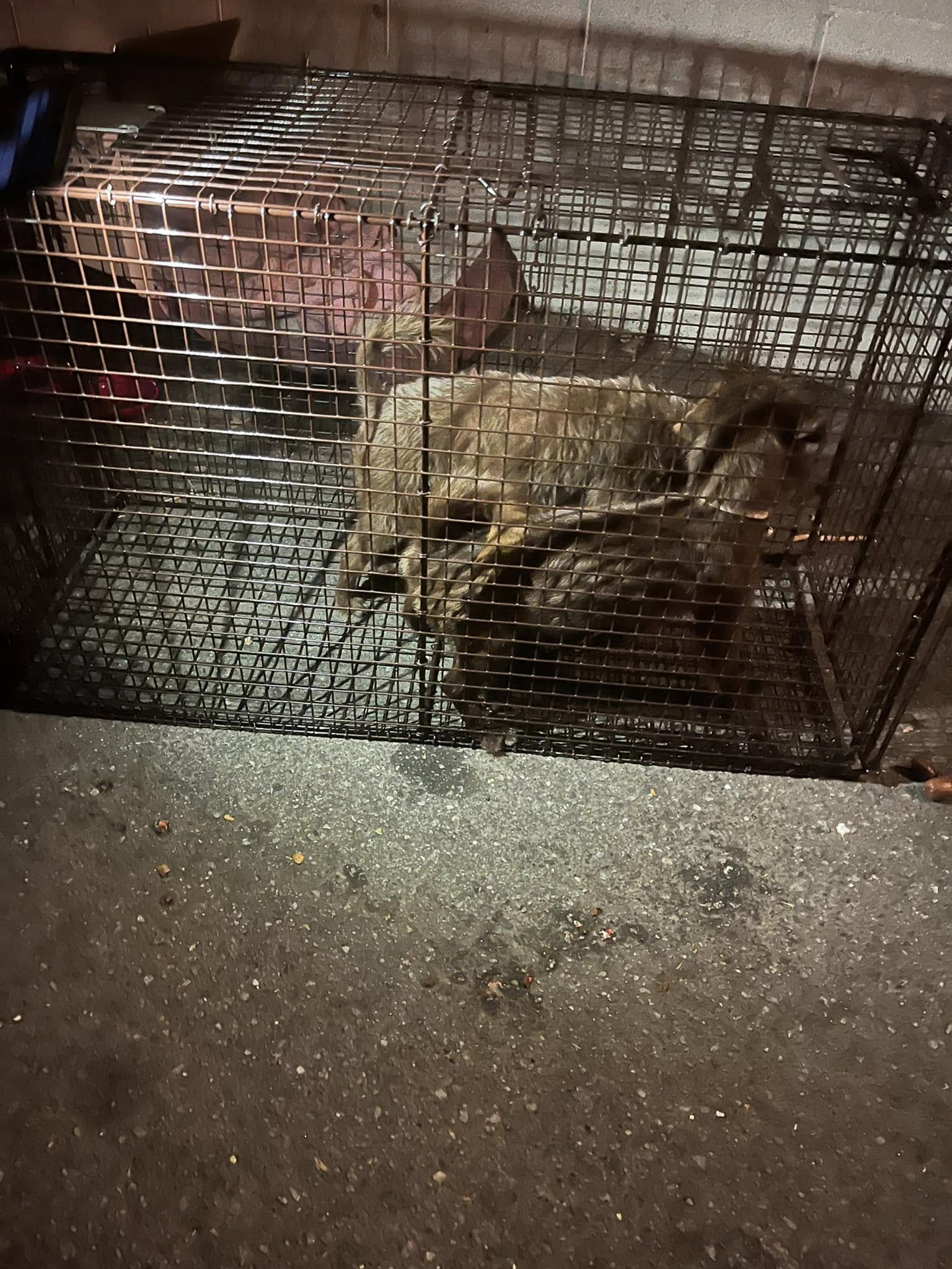 two puppies in crate
