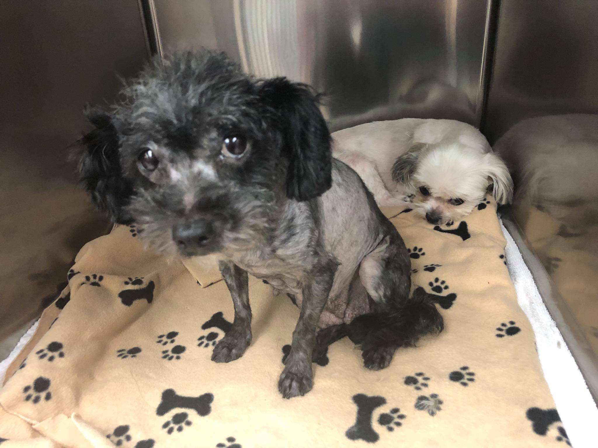 two puppies in crate