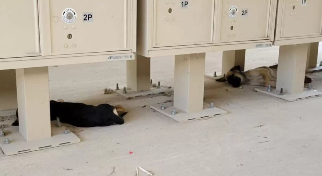 two puppies sleeping under post office boxes