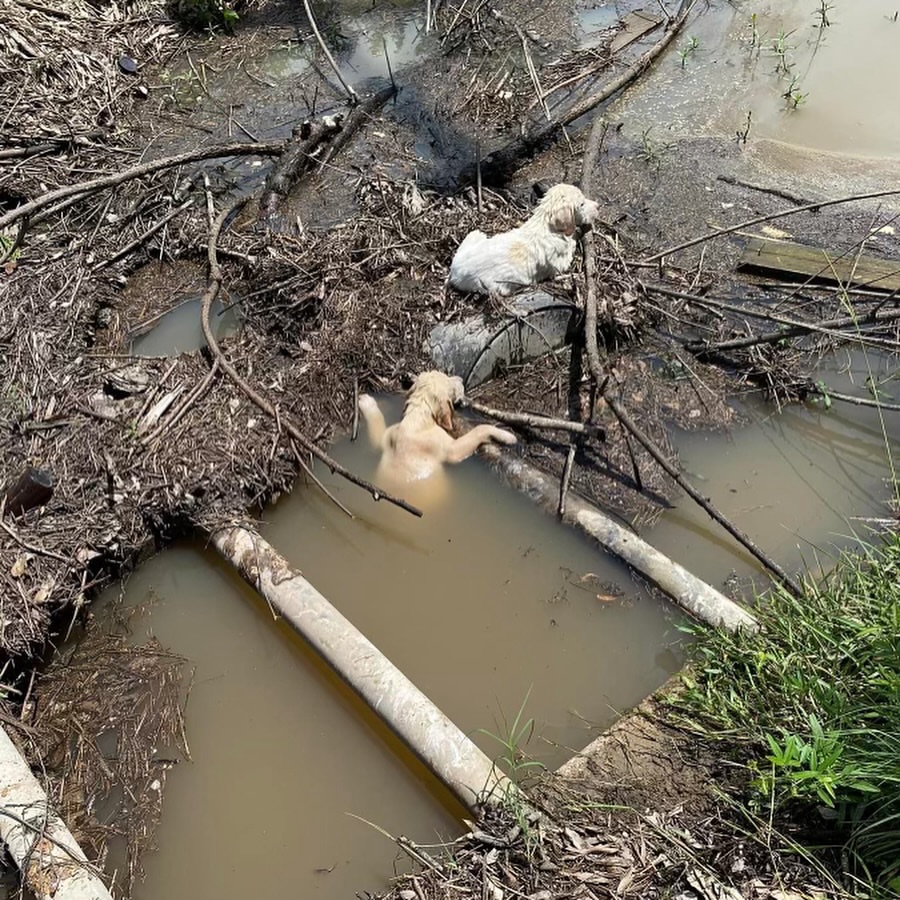 two puppies stuck