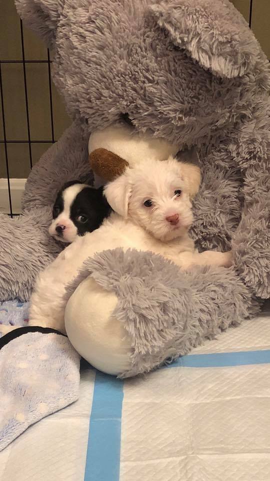two puppies with a plushie