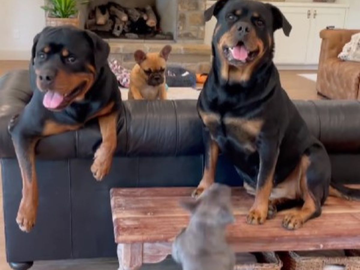 two rotties and siblings