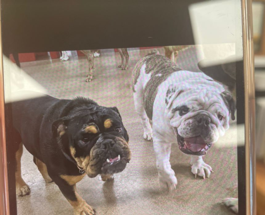 two senior dogs