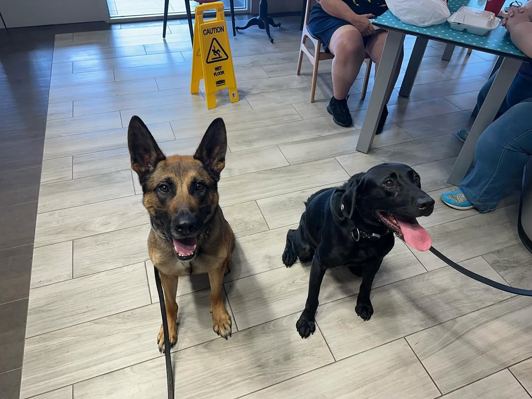 two senior dogs