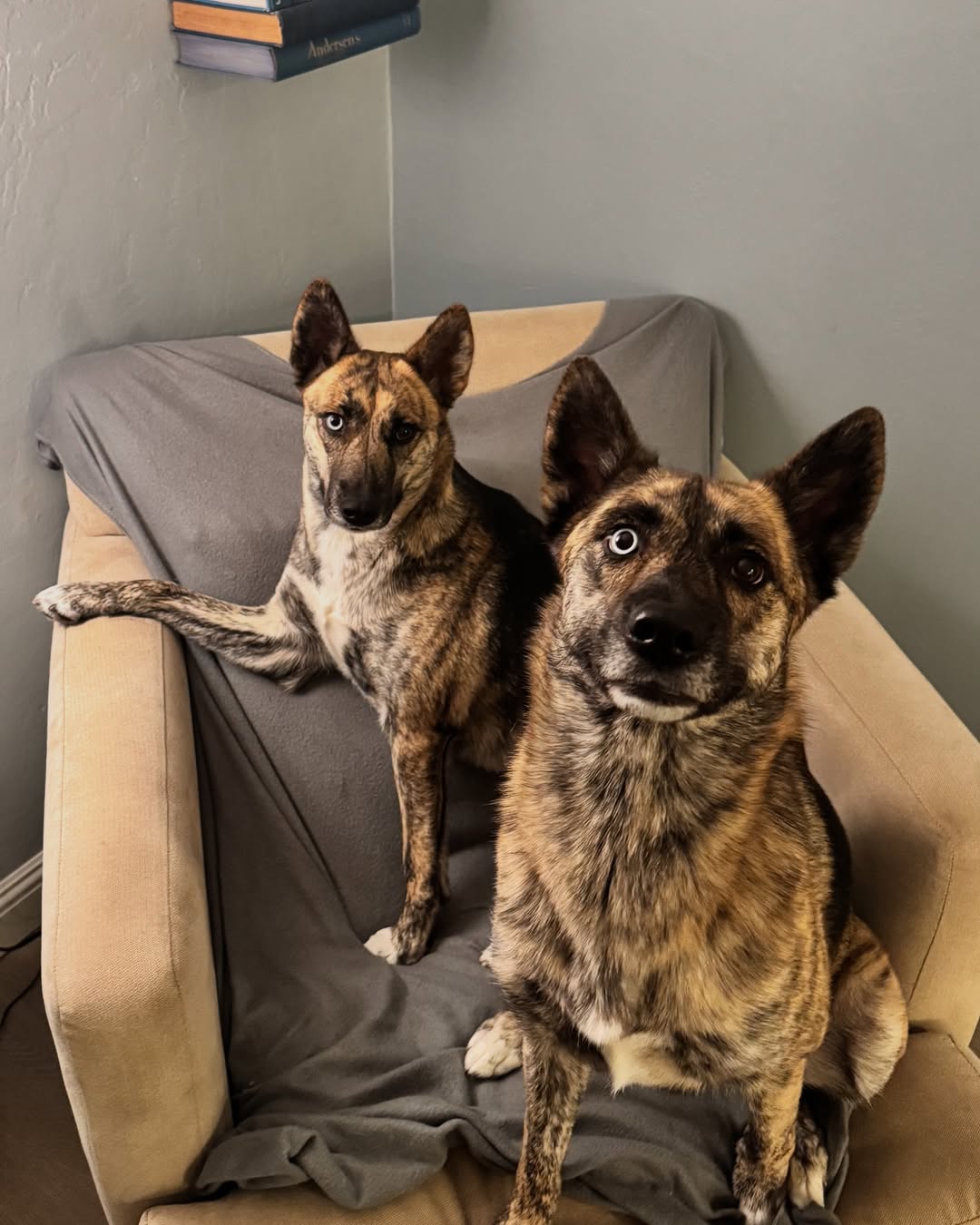 two similar dogs