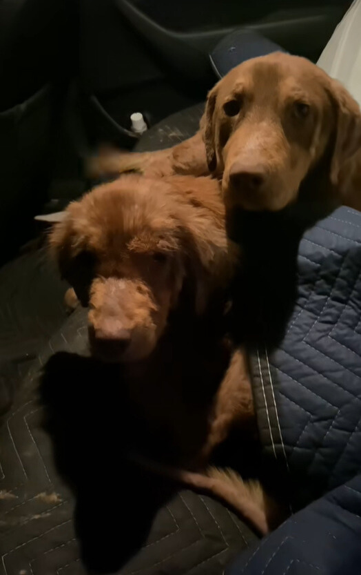 two stray dogs