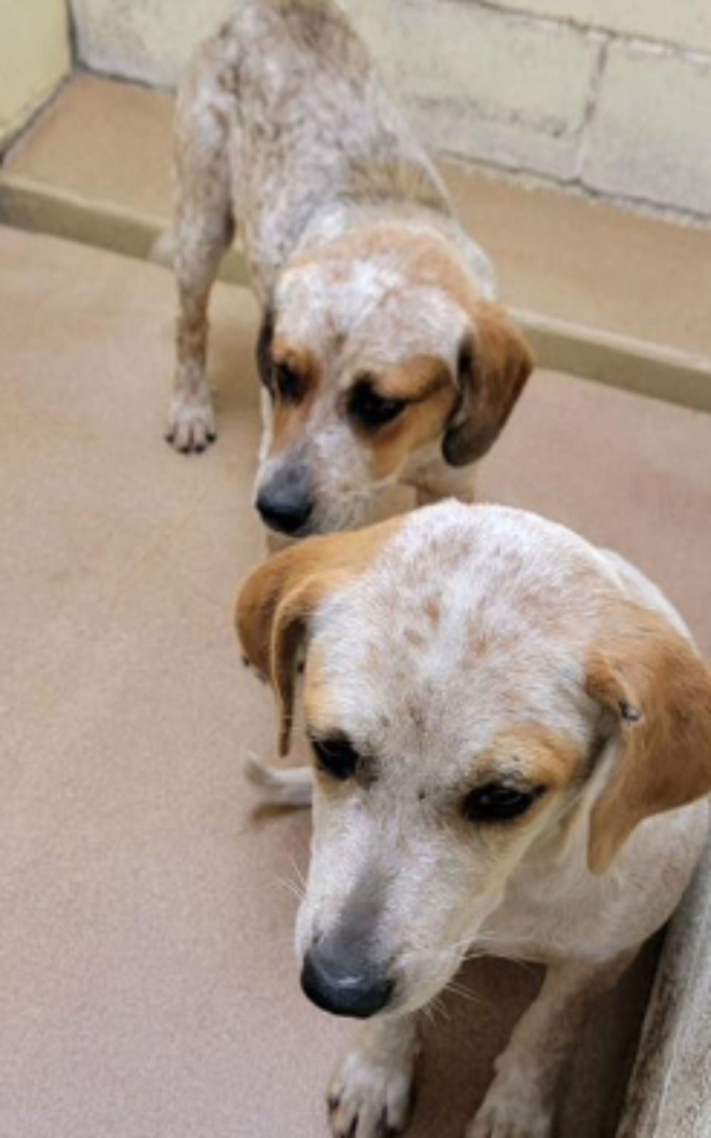 two sweet dogs