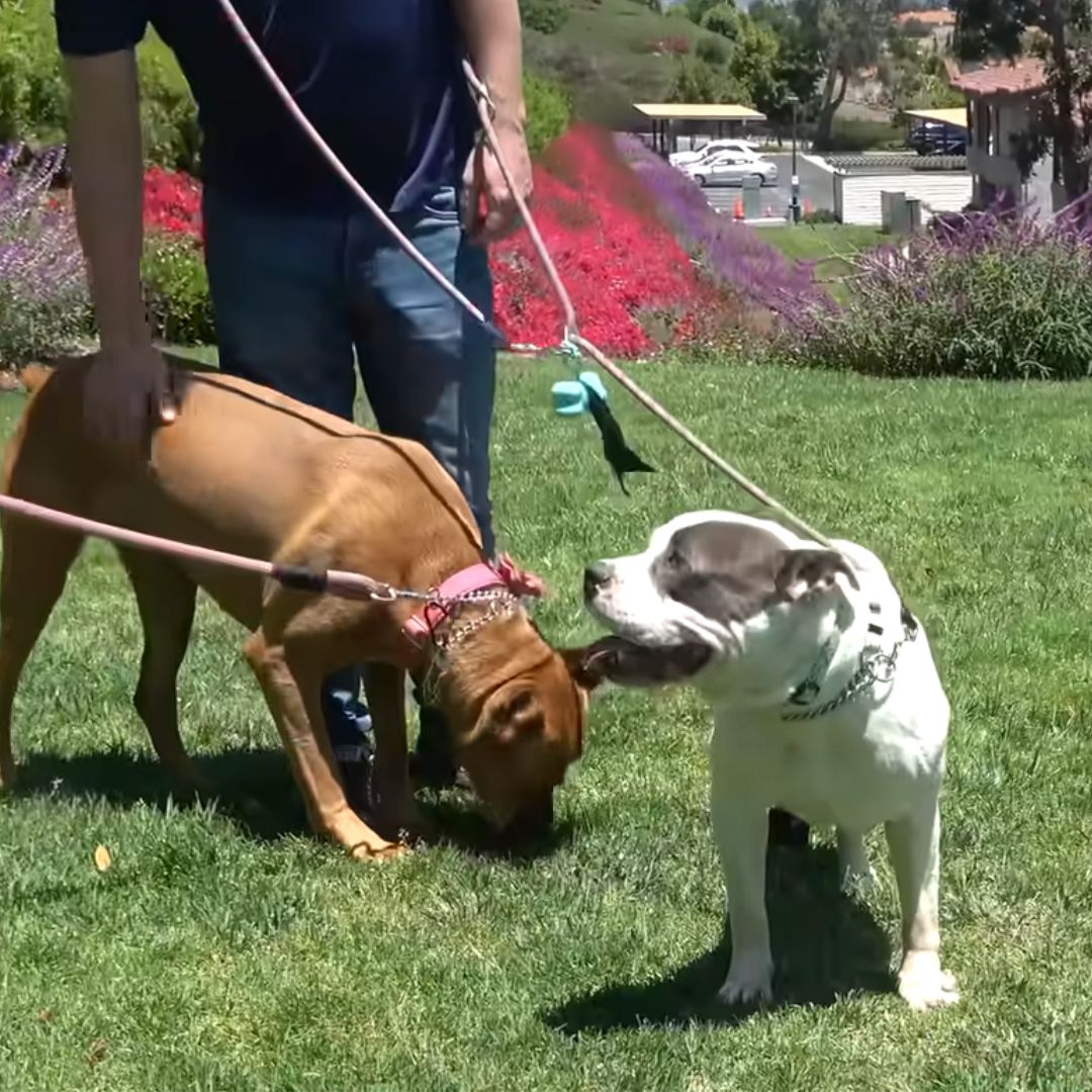two sweet dogs