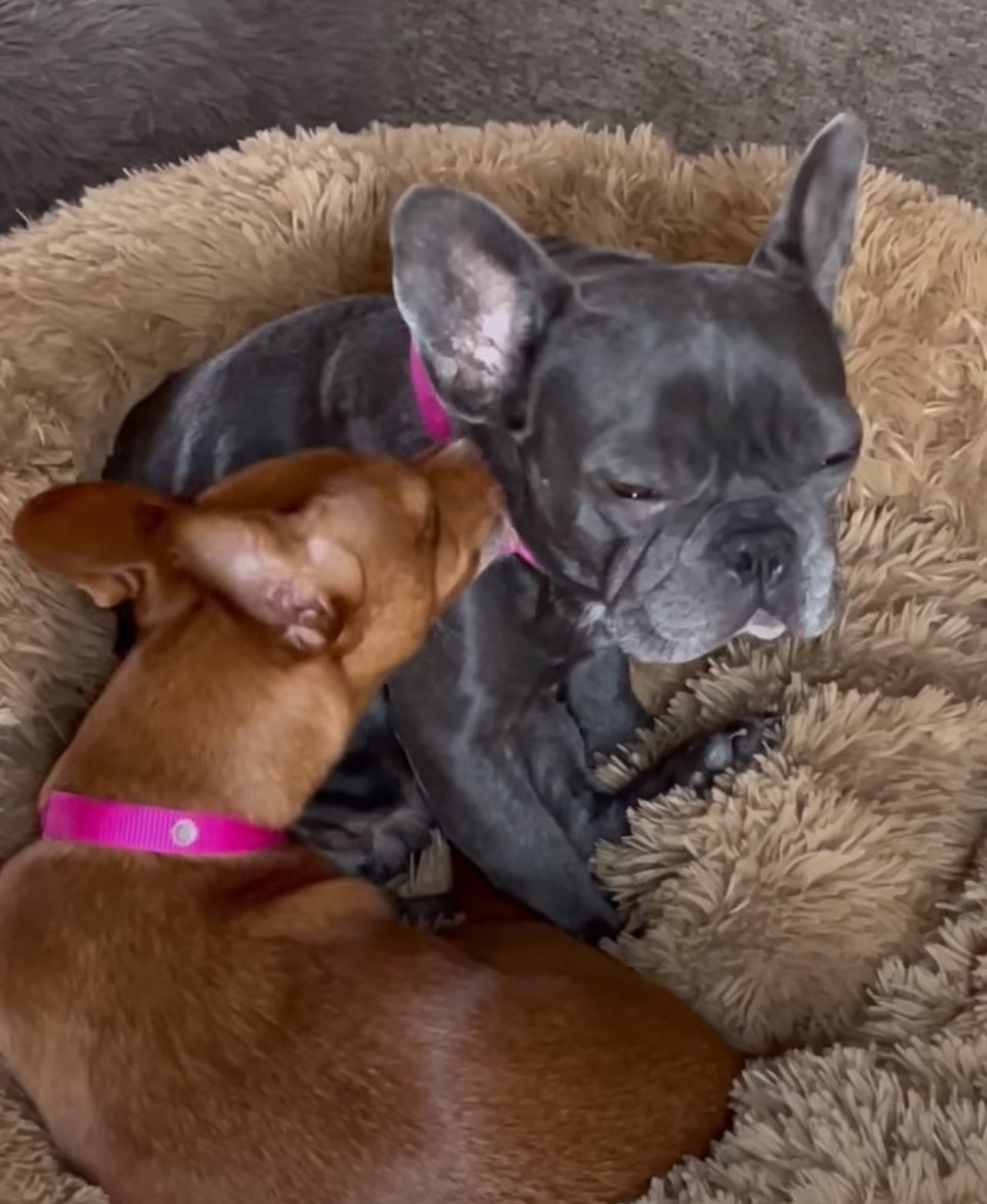 two sweet dogs