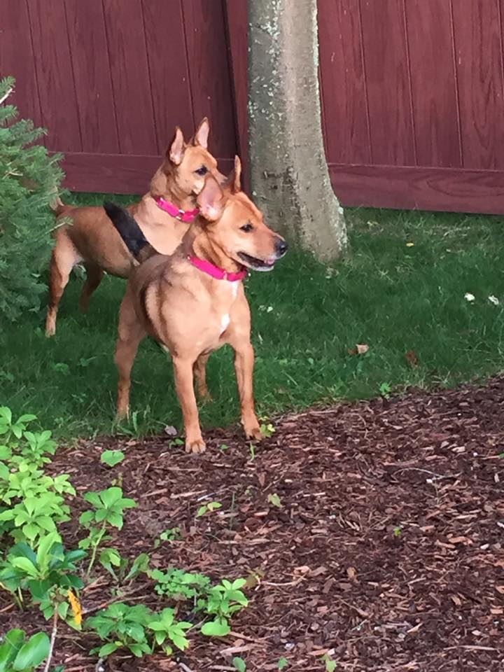 two sweet dogs in garden