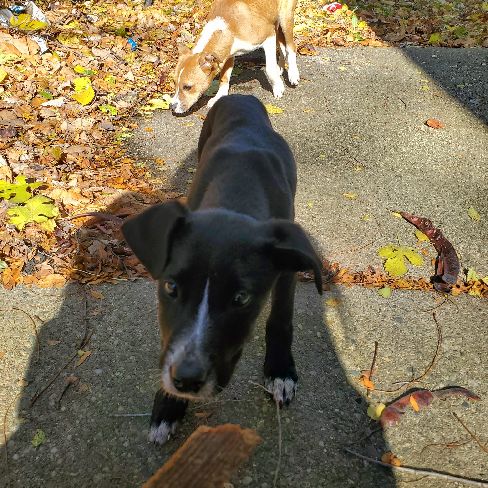 two sweet dogs