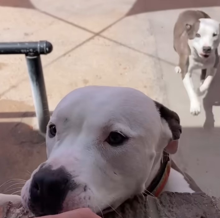 two sweet pit bulls