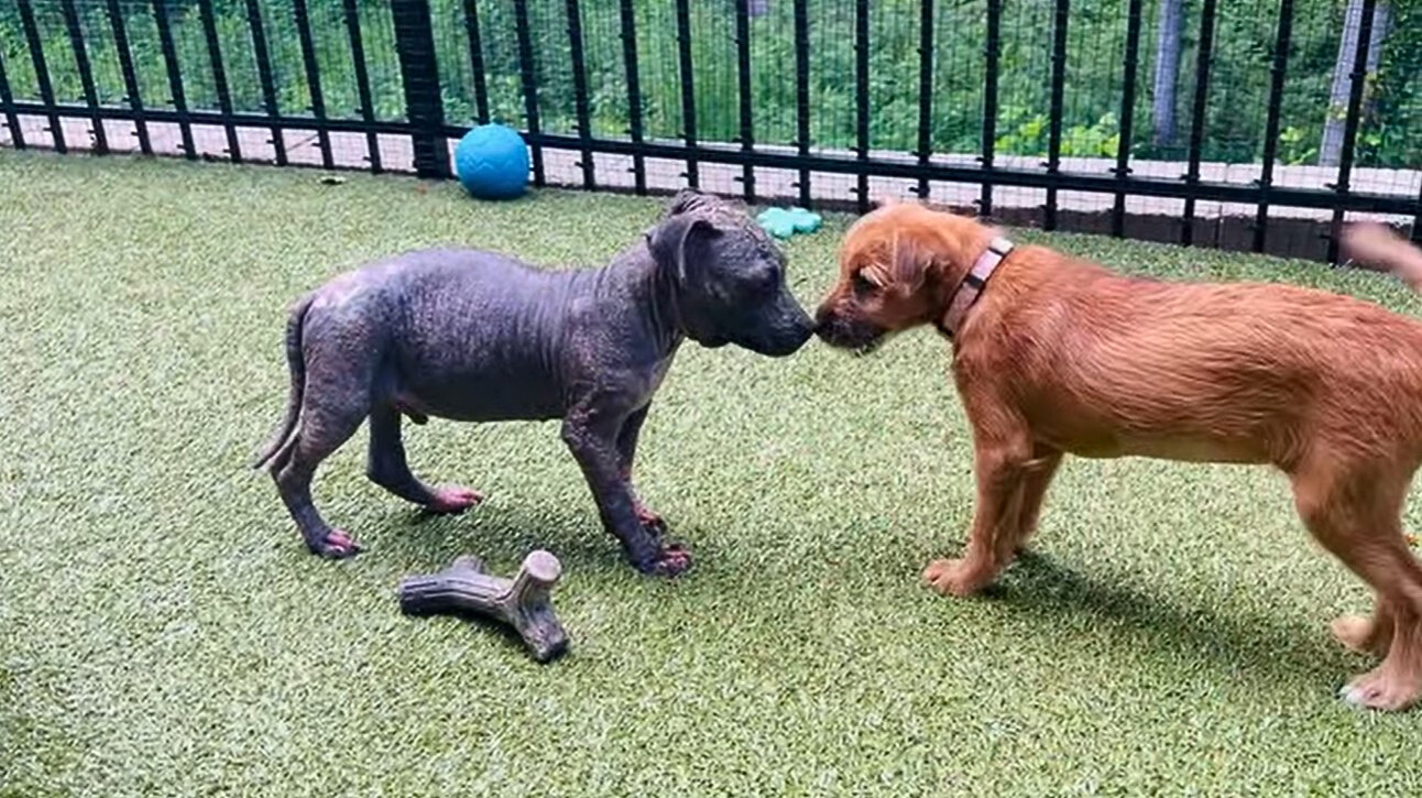 two sweet puppies