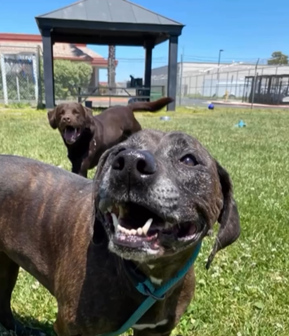 two sweet senior dogs